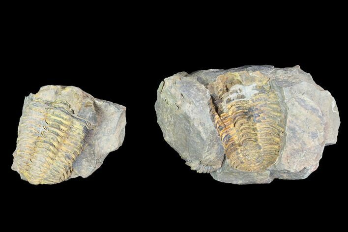Fossil Calymene Trilobite Nodule - Morocco #100019